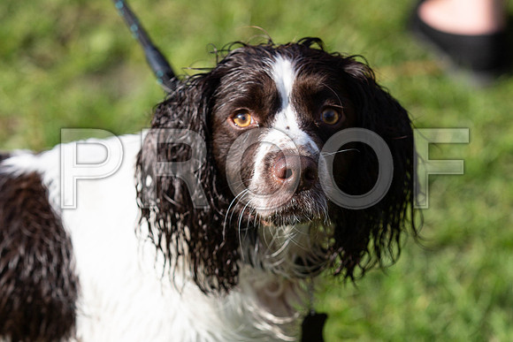 984_HebdensHappyHounds2019_craigshaw
