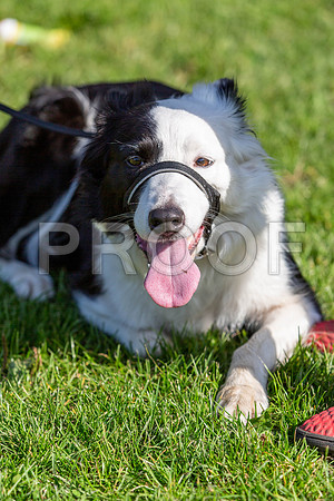 992_HebdensHappyHounds2019_craigshaw