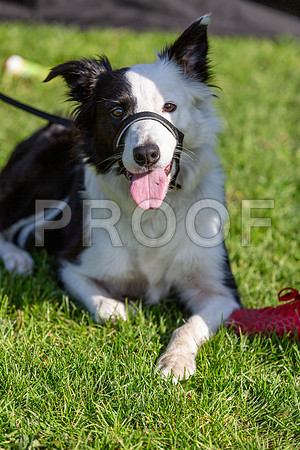 994_HebdensHappyHounds2019_craigshaw
