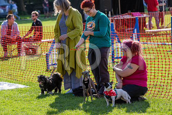 1033_HebdensHappyHounds2019_craigshaw