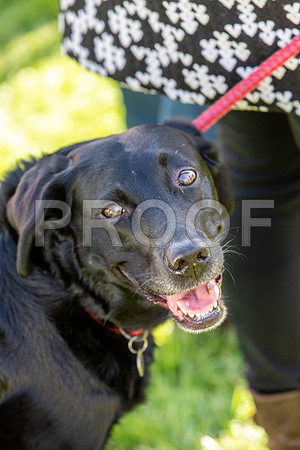 1035_HebdensHappyHounds2019_craigshaw