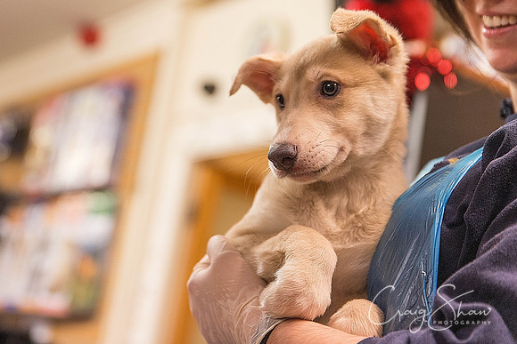 8_RSPCA_Christmas_Dec2013_bluplanetphoto