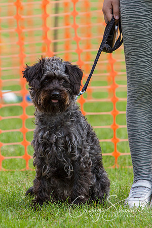 RSPCA Dog Day Afternoon