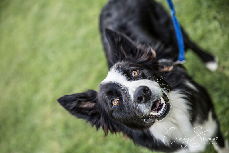 2517_K9Partyinthepark2014_RSPCAHalifax_bluplanetphoto-Edit