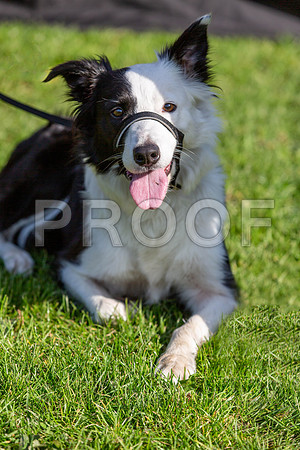 994_HebdensHappyHounds2019_craigshaw-Edit
