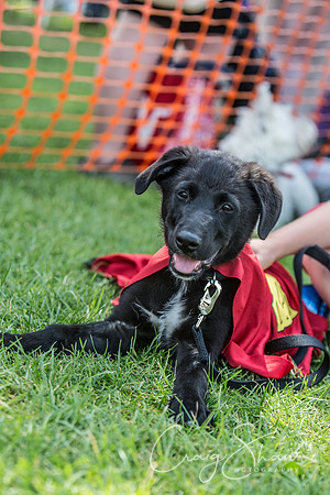 1302_K9Partyinthepark2014_RSPCAHalifax_bluplanetphoto