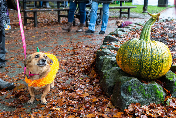 236_HBPumpkinFestival2019_craigshaw
