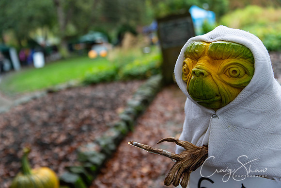 348_HBPumpkinFestival2019_craigshaw