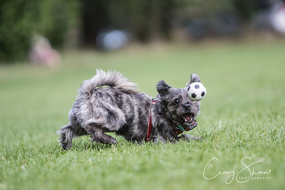 1961_K9Partyinthepark2014_RSPCAHalifax_bluplanetphoto
