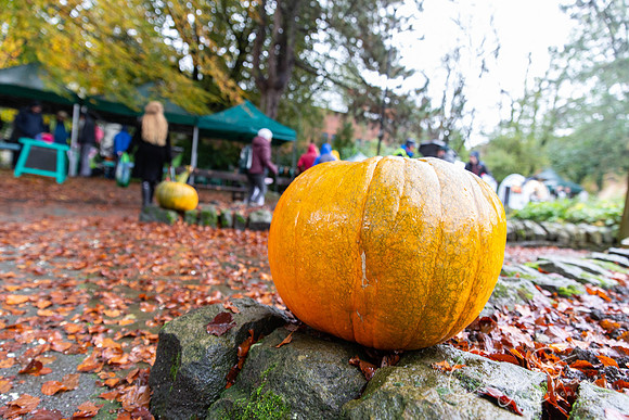 170_HBPumpkinFestival2019_craigshaw