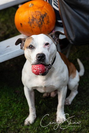 849_HBPumpkinFestival2019_craigshaw