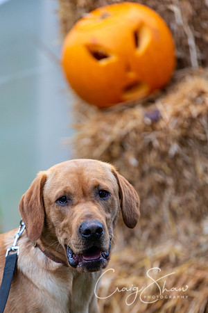 1032_HBPumpkinFestival2019_craigshaw