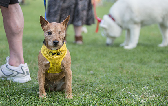 2475_K9Partyinthepark2014_RSPCAHalifax_bluplanetphoto