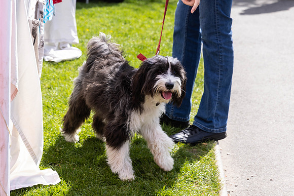 118__HebdensHappyHounds2022_May2022_cshaw