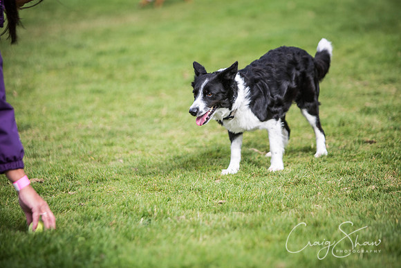 299_Woofstock2016_craigshaw