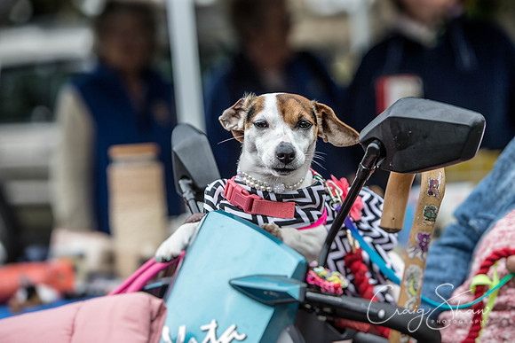 562_BarkintheParkHuddersfield_2014_bluplanetphoto