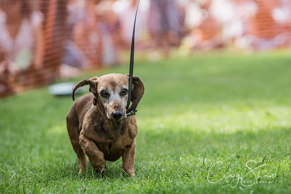 1754_K9Partyinthepark2014_RSPCAHalifax_bluplanetphoto