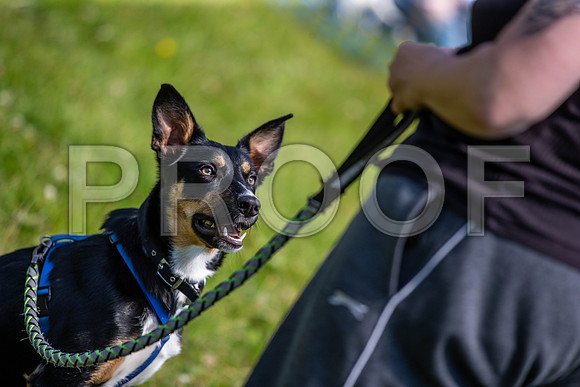1771__PAWSFundogShow_July2022_cshaw