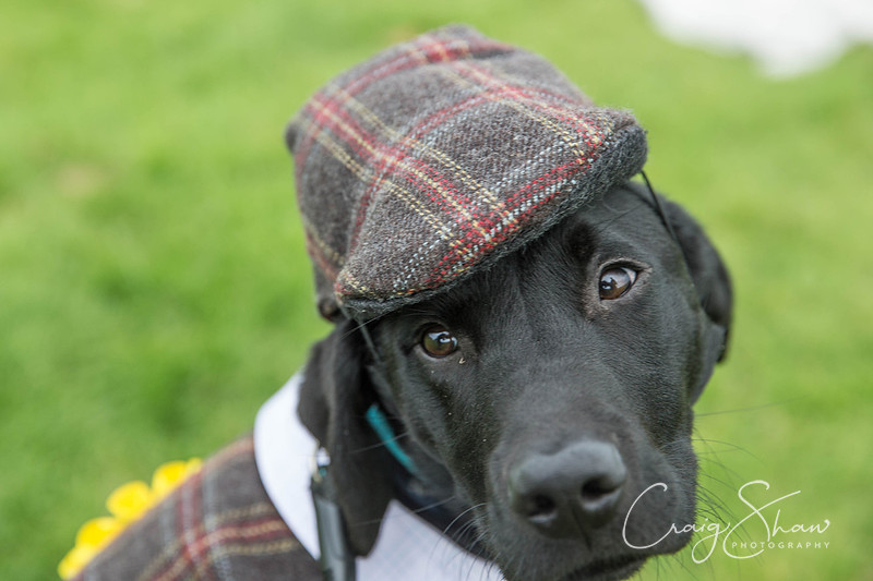 566_Woofstock2016_craigshaw