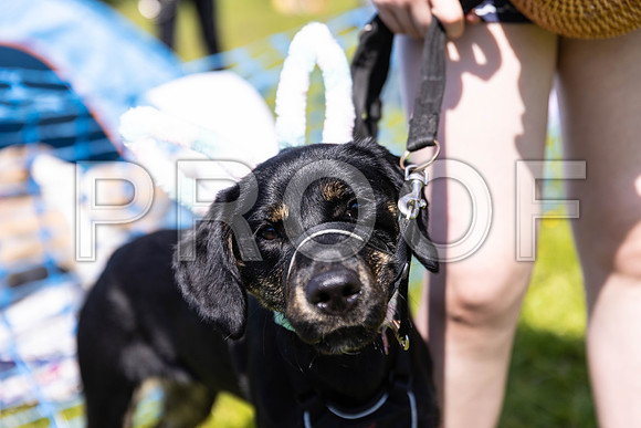 1757__PAWSFundogShow_July2022_cshaw