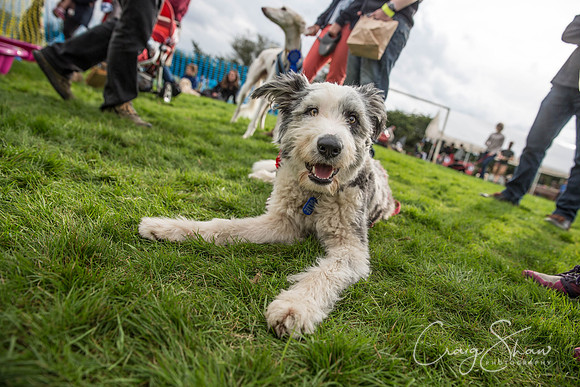 1870_Woofstock2016_craigshaw