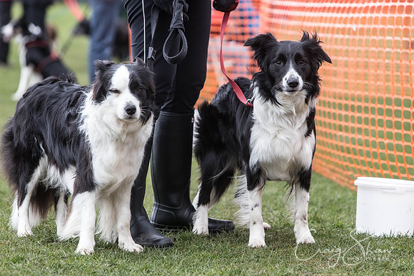 335__SpringersFunDay_March2014_bluplanetphoto