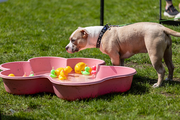 1459_HebdensHappyHounds2024_Cshaw-