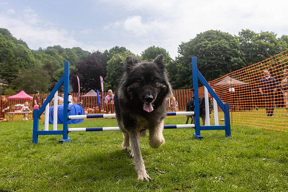 1691_HebdensHappyHounds2024_Cshaw-