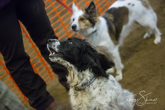 605_springfling2015_bluplanetphoto