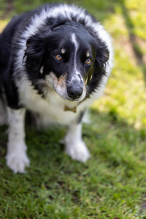 1483_HebdensHappyHounds2024_Cshaw-