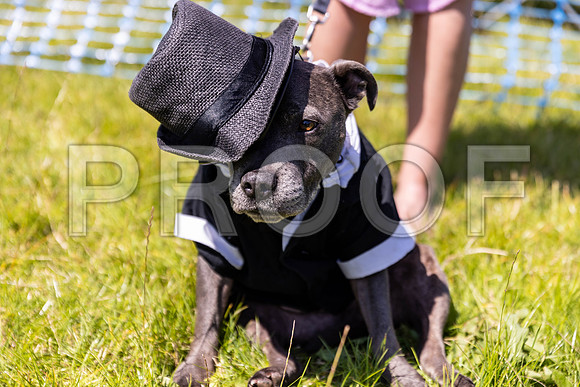 1748__PAWSFundogShow_July2022_cshaw