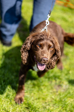 1440_HebdensHappyHounds2024_Cshaw-