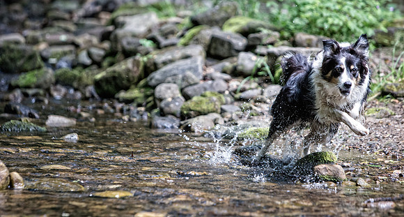 Dog Portraiture
