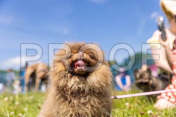 1444__PAWSFundogShow_July2022_cshaw