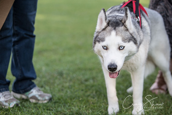 2599_K9Partyinthepark2014_RSPCAHalifax_bluplanetphoto