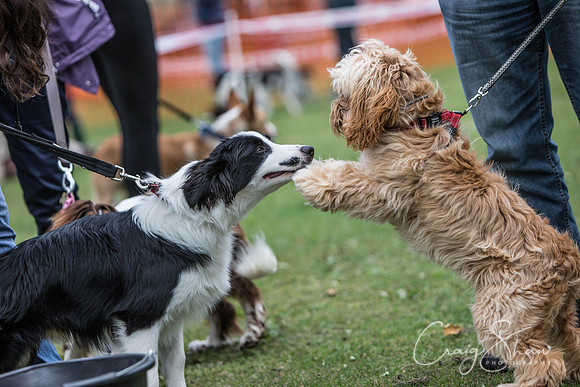 32_BarkintheParkHuddersfield_2014_bluplanetphoto