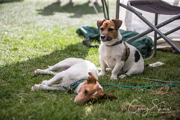 1911_K9Partyinthepark2014_RSPCAHalifax_bluplanetphoto