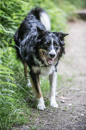 Dog Portraiture