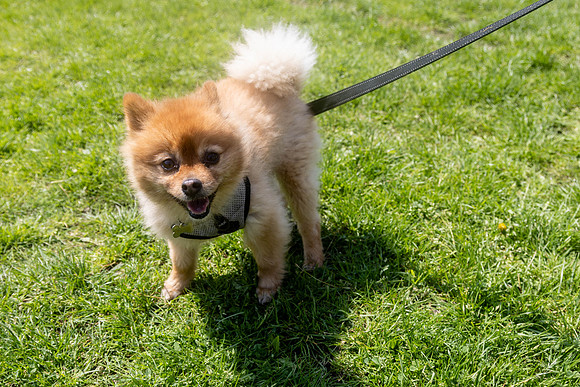 2183_HebdensHappyHounds2024_Cshaw-