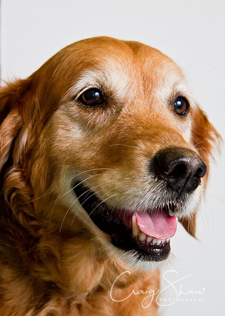 Vets4Pets RSPCA Fundraiser
