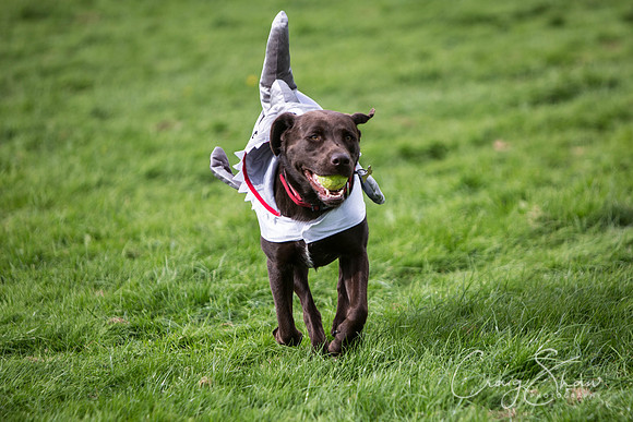 171_Woofstock2016_craigshaw