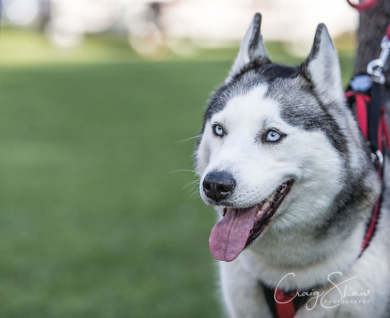 2606_K9Partyinthepark2014_RSPCAHalifax_bluplanetphoto