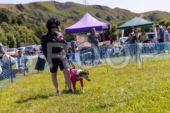 1798__PAWSFundogShow_July2022_cshaw
