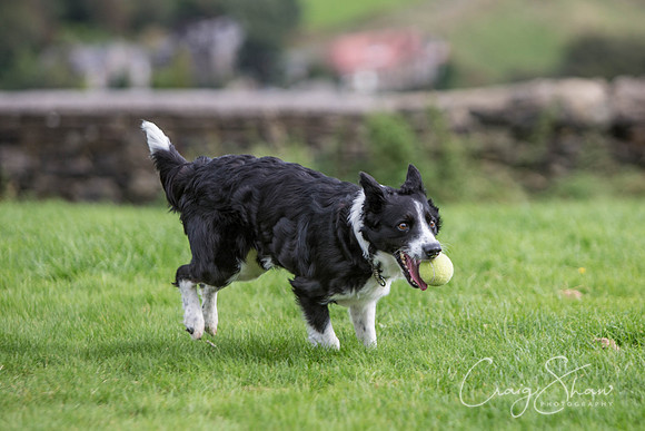 309_Woofstock2016_craigshaw