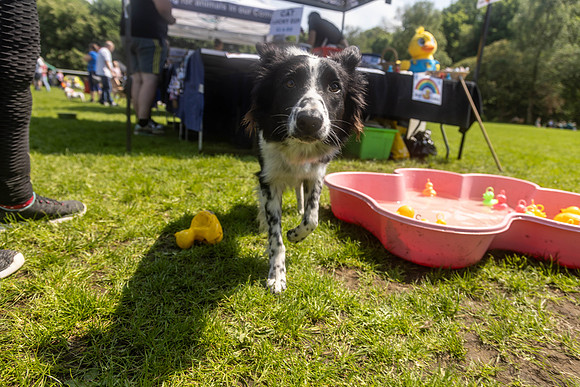 2217_HebdensHappyHounds2024_Cshaw-