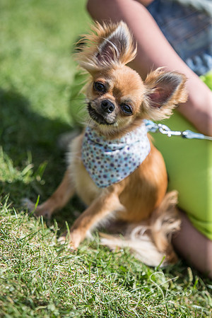 1367_K9Partyinthepark2014_RSPCAHalifax_bluplanetphoto