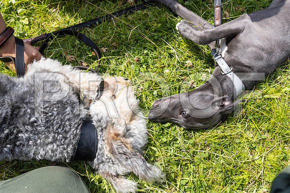 1564__PAWSFundogShow_July2022_cshaw