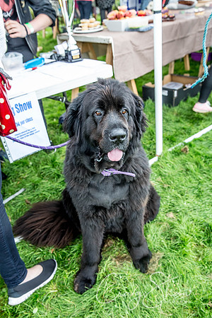 522_Woofstock2016_craigshaw