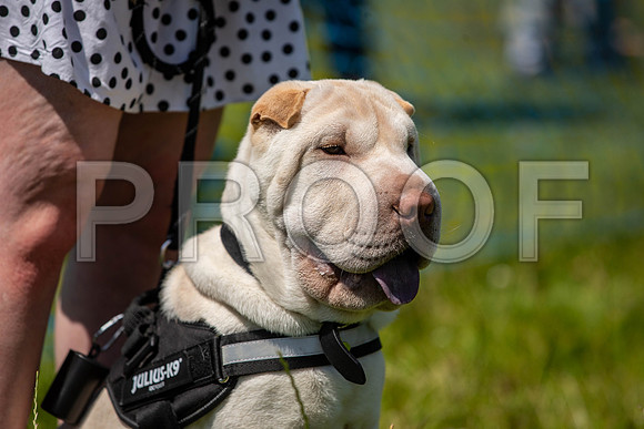 1905__PAWSFundogShow_July2022_cshaw