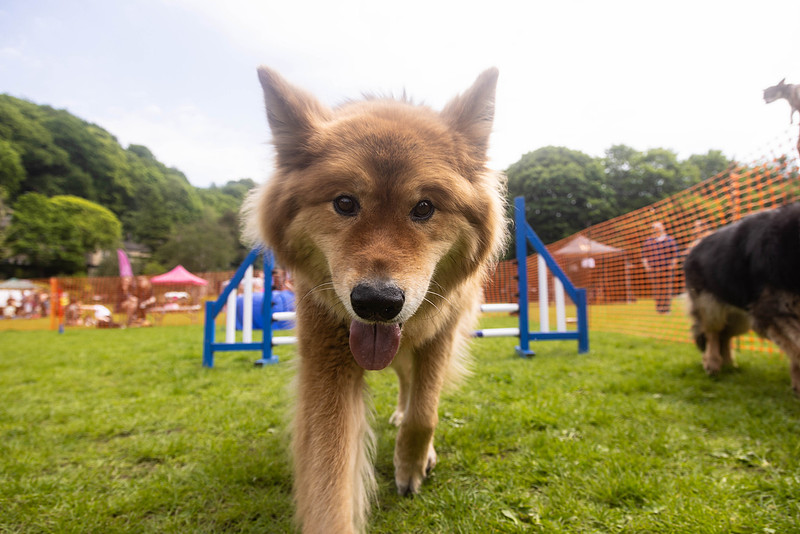 1695_HebdensHappyHounds2024_Cshaw-